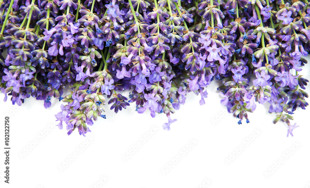 Naklejka premium bunch of lavender