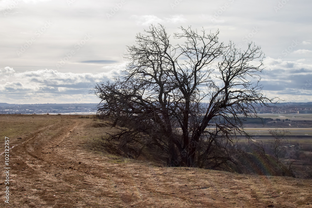Soil terrain and winter bare tree landscape Soil terrain and winter bare tree landscape
