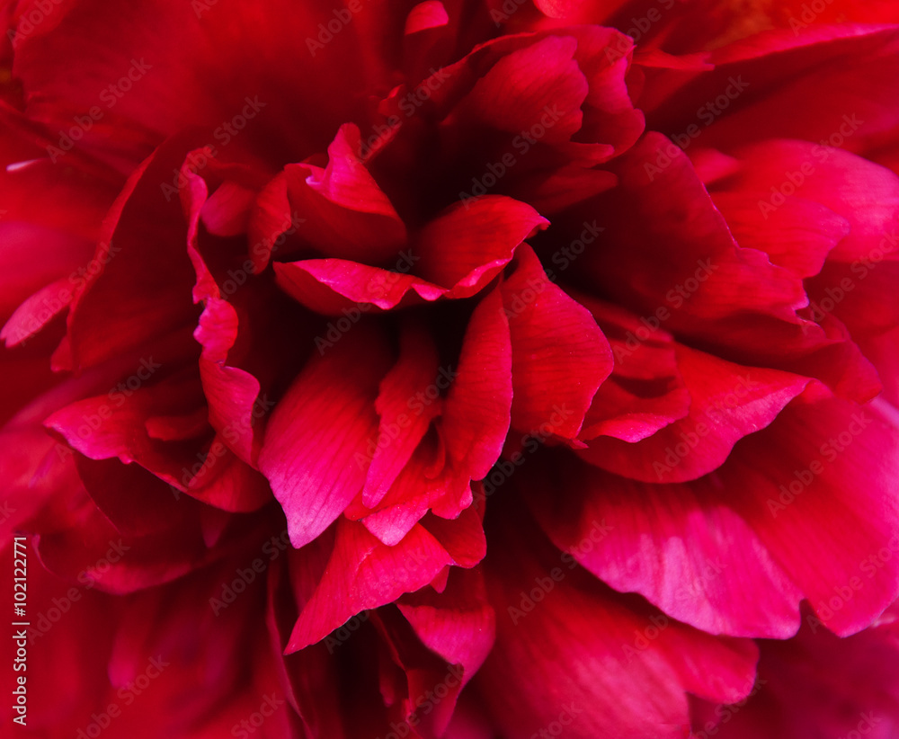 Pink peony, close up - nature background Pink peony, close up - nature background