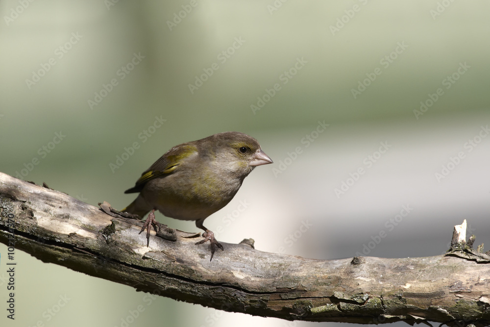 Greenfinch Greenfinch
