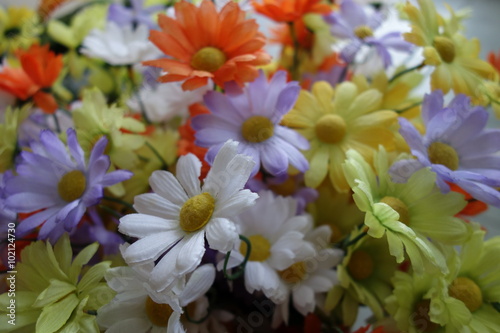 colorful artificial daisies