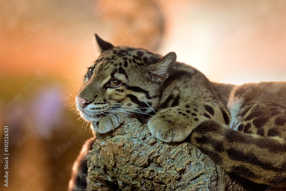 Obraz premium Young clouded leopard