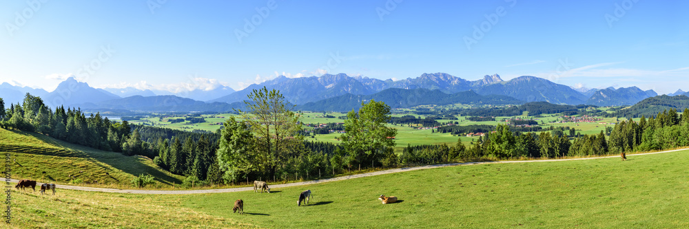 Alpenpanorama aus dem Allgäu mit Viehweide