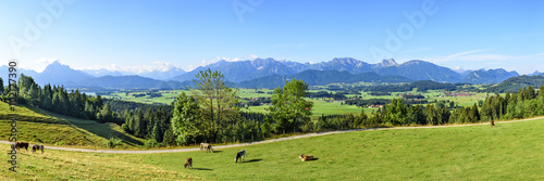 Alpenpanorama aus dem Allgäu mit Viehweide