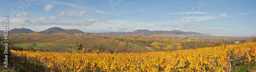 Rheinebene bei Ilbesheim im Herbst