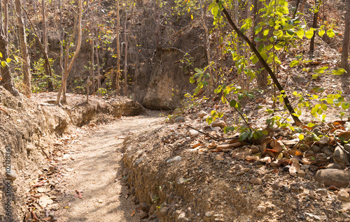 trail in forest in summer