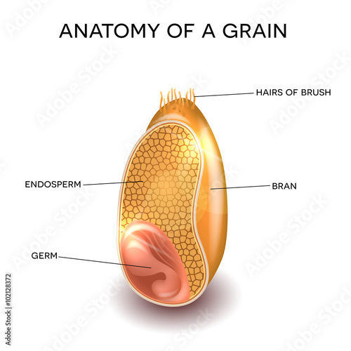 Grain anatomy. Cross section of a grain. Endosperm, germ, bran layer and hairs of brush.