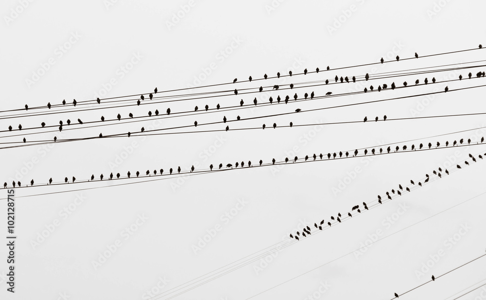 birds on the wires black and white