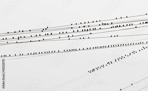 Obraz na płótnie birds on the wires black and white w salonie
