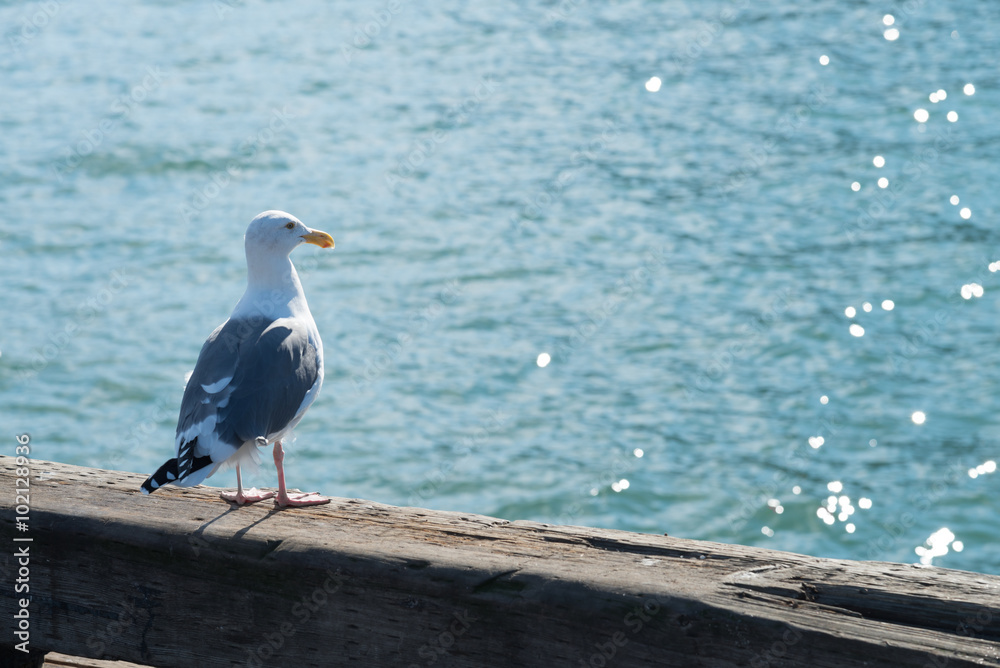A seagull and water glitter background