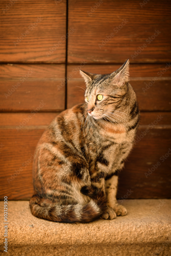 Portrait of a tabby street cat with green eye sitting near wall and looking, animal natural background