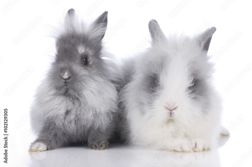 Zwei niedliche Kaninchen Löwenkopf auf weißem Hintergrund