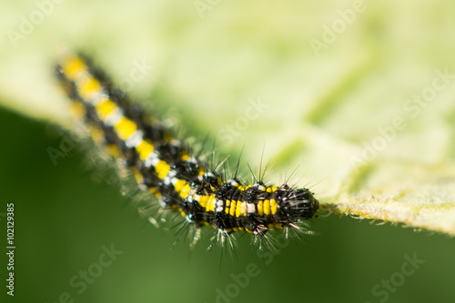 Scarlet tiger caterpillar (Callimorpha dominula). A hairy yellow and black larva in the family Erebidae, feeding on comfrey
