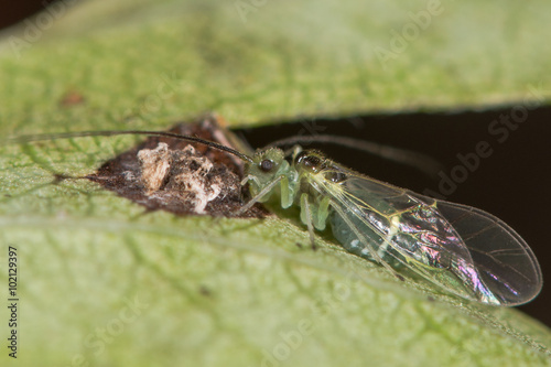 Stenopsocus stigmaticus bark louse eating bird dropping. A narrow bark-louse, in the order Psocoptera, eating a bird dropping on an alder leaf
 photo