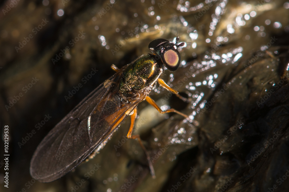 Twin-spot centurion (Sargus bipunctatus) soldier fly. The largest British species in this genus of soldier flies seen on decomposing matter, in which it breeds
