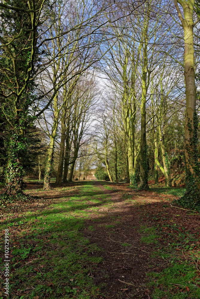 Fototapeta premium Woodland Path in Winter