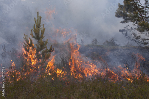 Fotografie Young pine in flames of fire