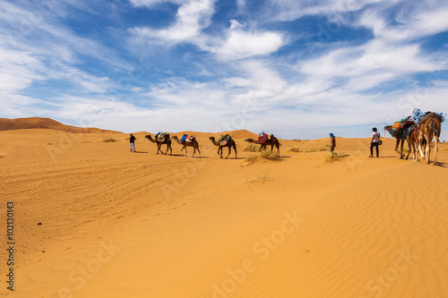 camels going through the desert © Mieszko9