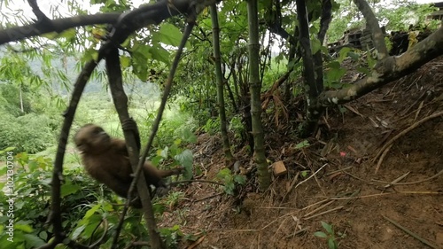 Small monkey jumps towards the camera in slow motion 