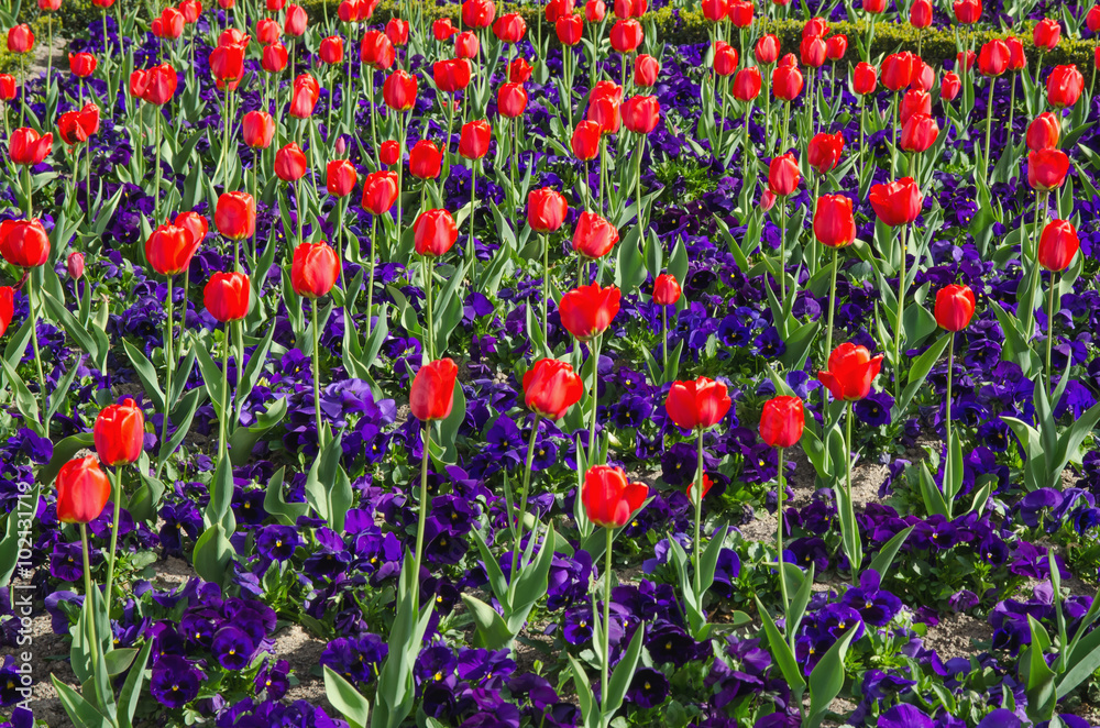 Field of red tulips and pansy