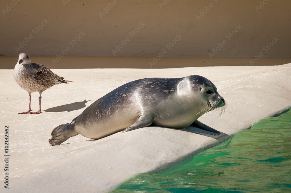 Obraz premium Common seal (Phoca vitulina) and a visiting seagull in Seal Sanctuary Ecomare on the island Texel, Netherlands