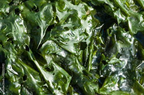 Close-up of green leaves of sea lettuce, ulva lactuca, at low tide on the tidal flats of Waddensea, Netherlands photo