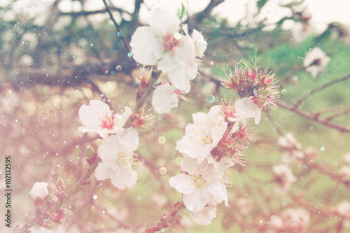 image of spring white cherry blossoms tree. selective focus. vintage filtered 