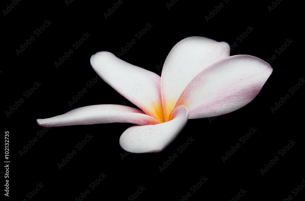 Close up pink frangipani flower isolated on black background