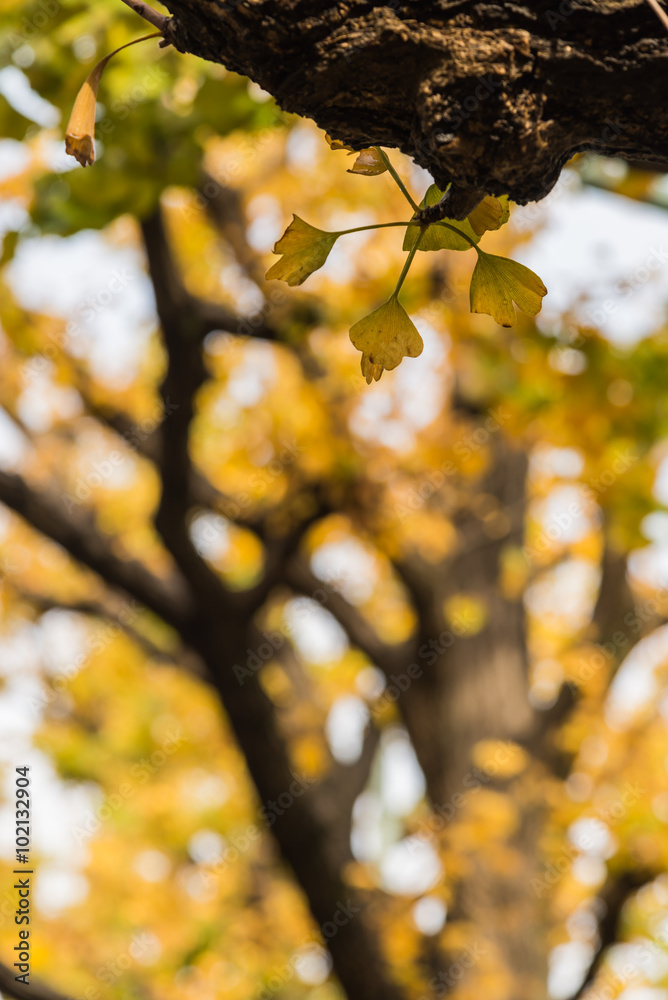 Small yellow leave of Ginkgo on the branch Small yellow leave of Ginkgo on the branch
