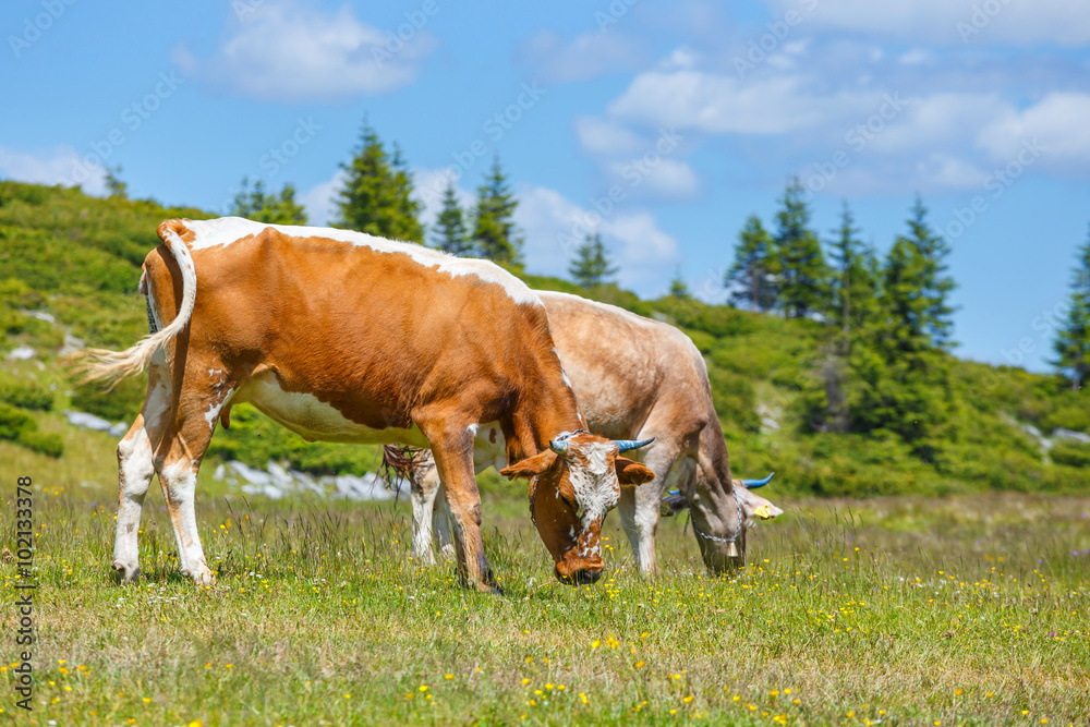 Cow grazing on a green meadow