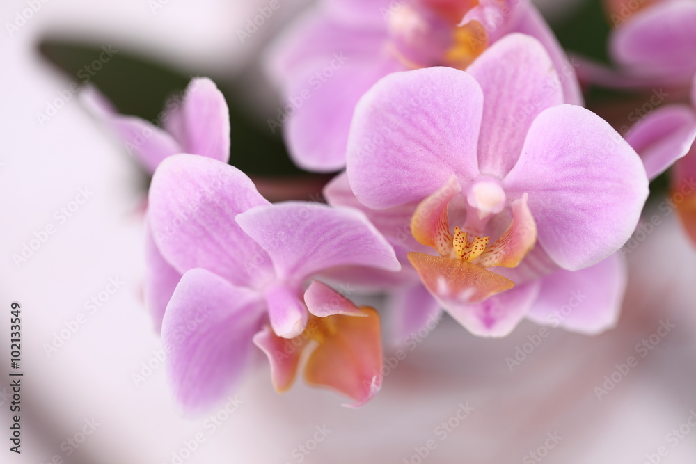 Fototapeta premium Orchids flowers