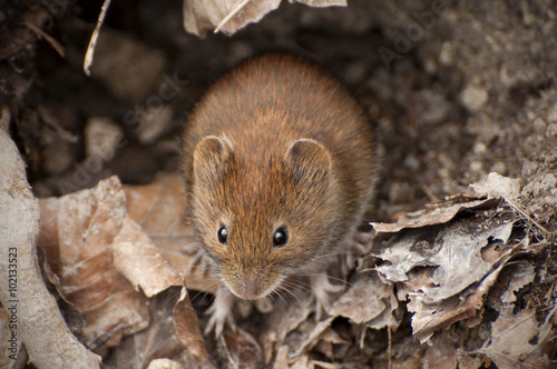 bank vole in the forest between leaves, Myodes glareolus photo