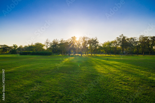 Beautiful green summer park garden with blue sky.