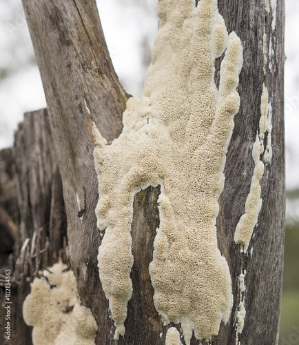 Australian Polypore Fungus Growing on Eucalypt Stump photo