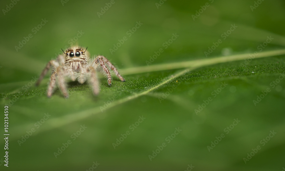 Fototapeta premium Jumping spider on Leaf
