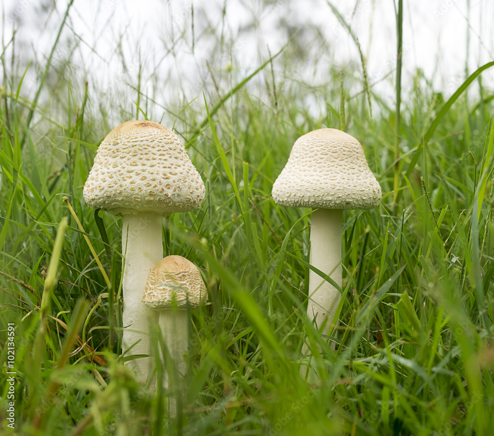 Australia Three Parasol Mushrooms in Long Green grass Australia Three Parasol Mushrooms in Long Green grass