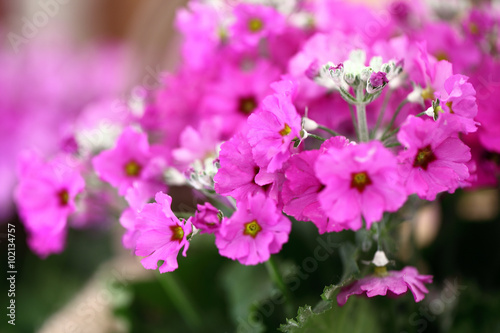 Purple primrose flowers © amedeoemaja