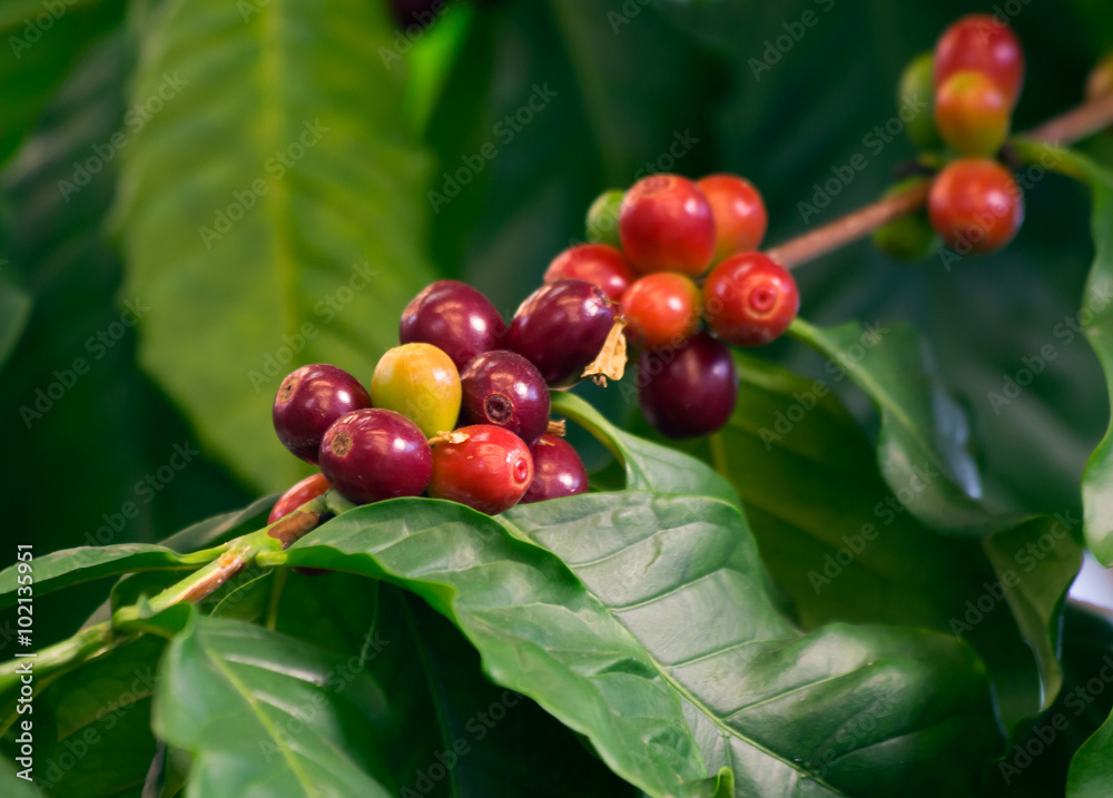 Obraz premium Плоды кофейного дерева