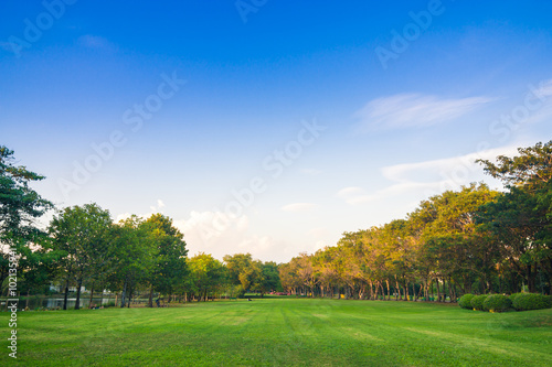 Beautiful park trees green grass over blue sky, Green summer par