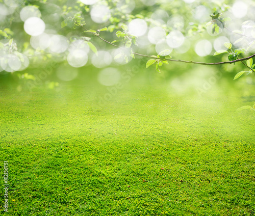 Fototapeta Naklejka Na Ścianę i Meble -  grass background