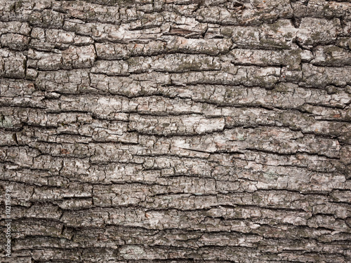 bark tree texture photo