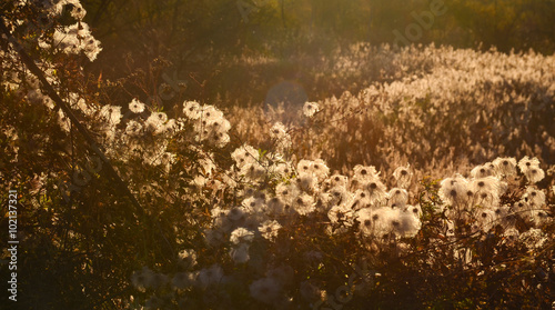 Dried flowers  autumn meadow  sunlight