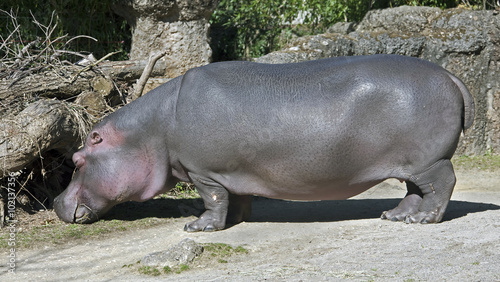 Hippopotamus