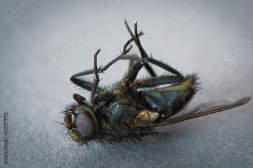 Tote Fliege © Bowking