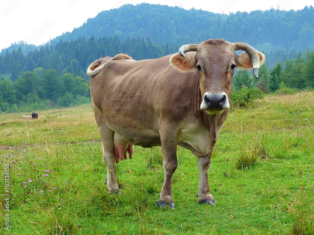 cow posing on camera