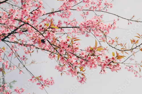 Wild himalayan cherry flower with filter effect retro vintage st