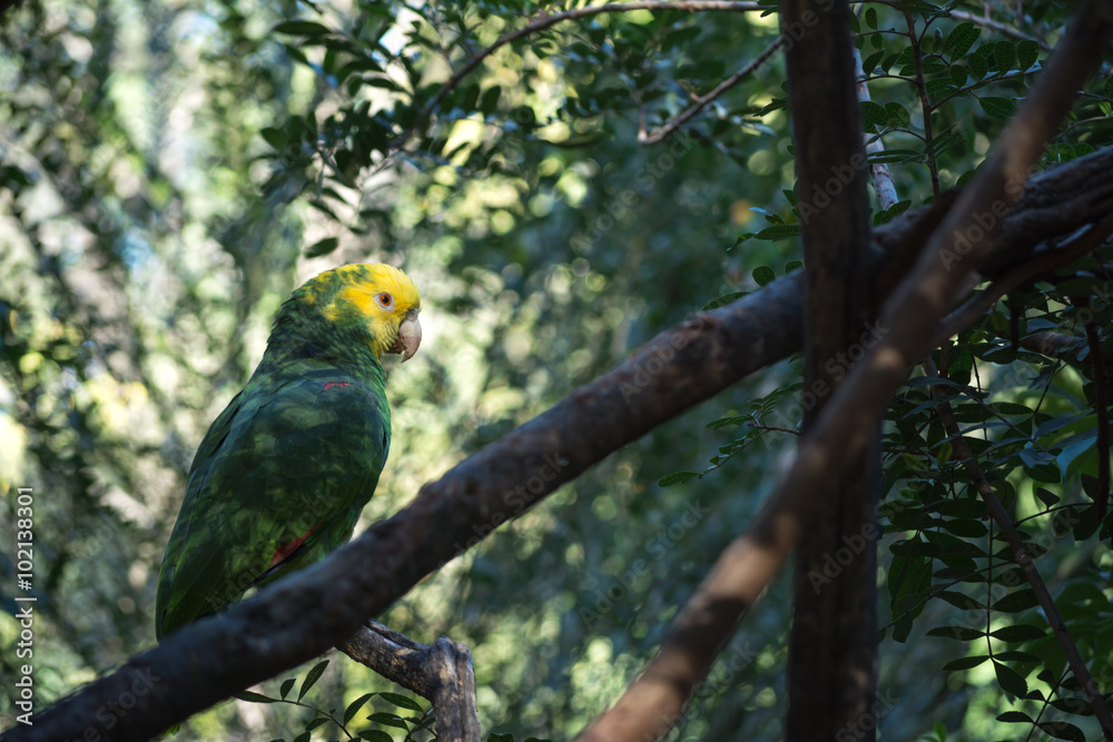 El loro cabeza amarilla se encuentra entre los arbustos. El loro cabeza amarilla se encuentra entre los arbustos.