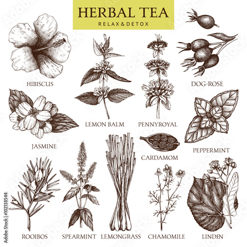 Botanical collection of hand drawn herbal tea ingredients. Decorative vector set of vintage herbs sketch