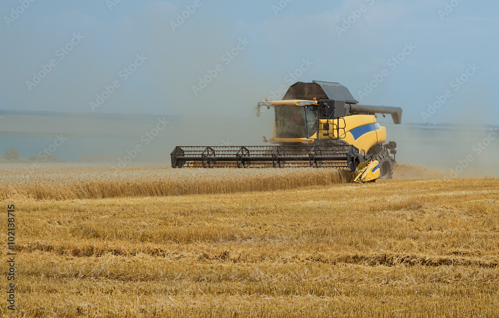 Obraz premium Yellow harvester removes wheat