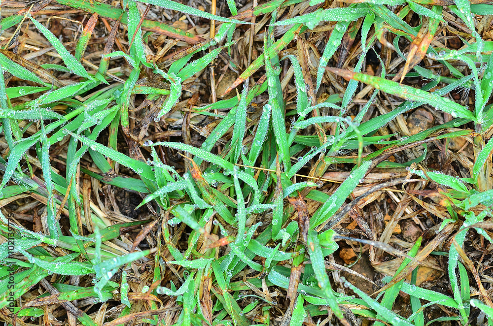 Fresh grass with dew drops Fresh grass with dew drops